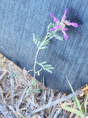 Dalea frutescens