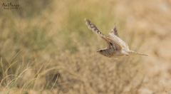 Caprimulgus aegyptius