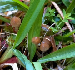 Psilocybe