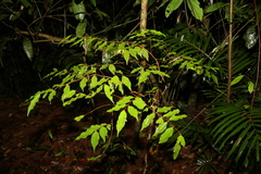 Pilidiostigma tropicum