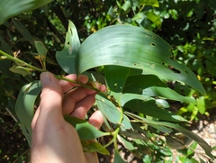 Acacia auriculiformis