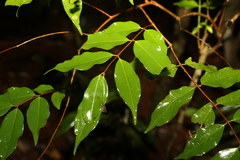 Pilidiostigma tropicum
