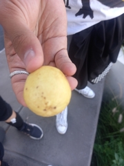 Psidium guajava