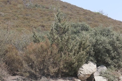 Cupressus stephensonii