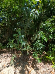 Acacia auriculiformis