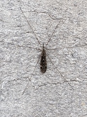 Tipula confusa