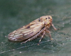 Anaceratagallia