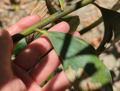 Acacia auriculiformis