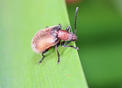 Ecnolagria rufescens