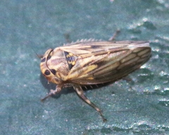 Anaceratagallia