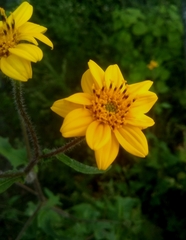 Simsia amplexicaulis