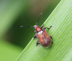 Ecnolagria rufescens