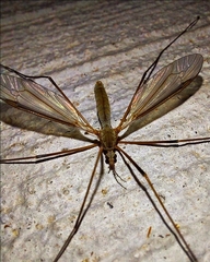 Tipula paludosa