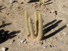 Cleistocactus hyalacanthus