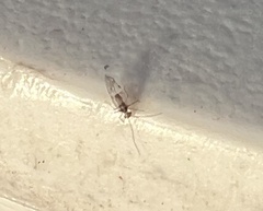 Teliapsocus conterminus