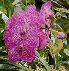 Vanda