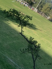 Vachellia pennatula