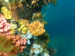 Eubalichthys mosaicus