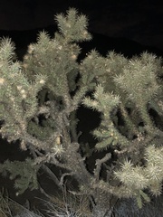 Cylindropuntia echinocarpa