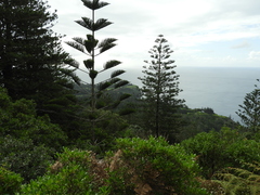 Araucaria heterophylla