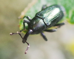 Aulacobaris