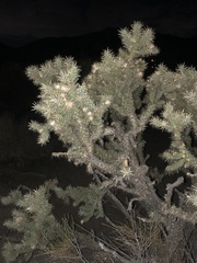 Cylindropuntia echinocarpa