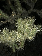 Cylindropuntia echinocarpa