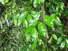 Pothos chinensis