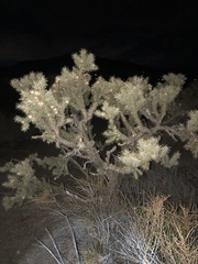 Cylindropuntia echinocarpa