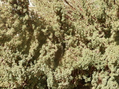 Polylepis