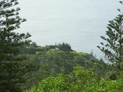 Araucaria heterophylla