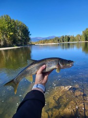Ptychocheilus oregonensis