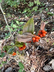 Smilax pumila