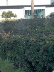 Vachellia schaffneri
