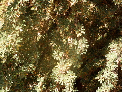 Polylepis