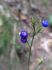Dianella longifolia