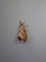 Drepana bilineata