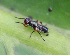 Elassogaster linearis