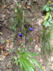 Dianella longifolia