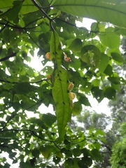 Dynopsylla pinnativena