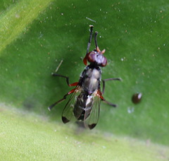 Elassogaster linearis