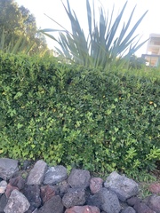 Pittosporum