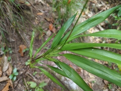 Dianella longifolia