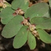 Euphorbia thymifolia - Photo (c) James Bailey, μερικά δικαιώματα διατηρούνται (CC BY-NC), uploaded by James Bailey