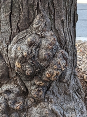 Agrobacterium radiobacter