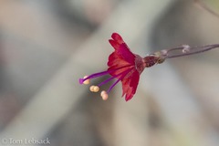 Boerhavia gracillima