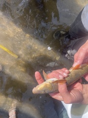 Catostomus catostomus