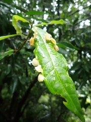 Dynopsylla pinnativena