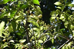 Meliosma dentata