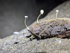 Marasmiineae